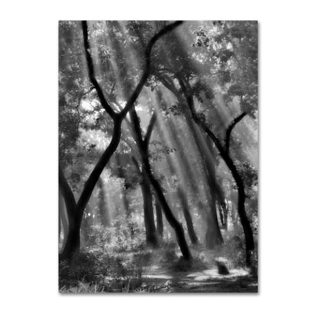 Yvette Depaepe 'Enchanted Forest ' Canvas Art,14x19